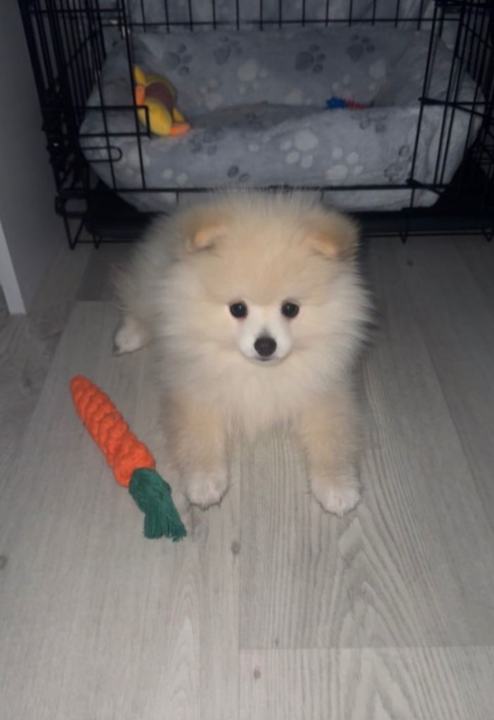 Teddy Bear Pomeranian 