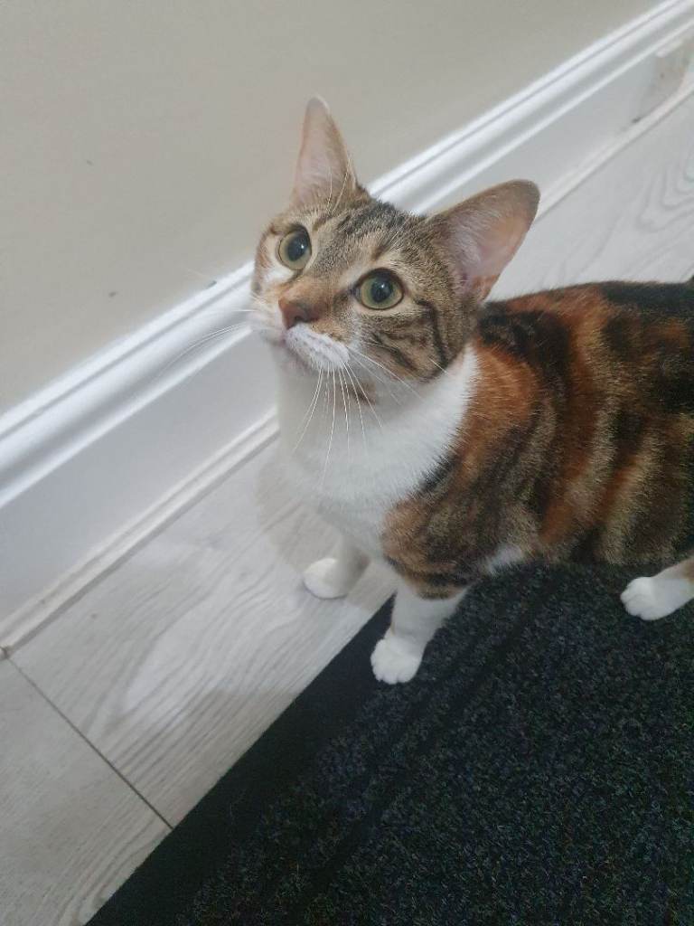 Milly the persion cat 2 years old