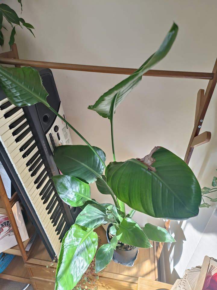 1 Meter tall Giant White Bird of Paradise or Strelitzia Nicolai for friends