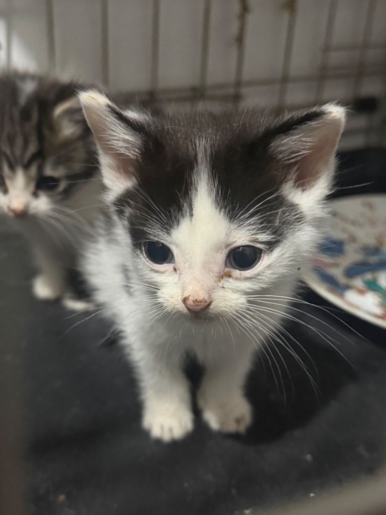 3 kittens available 