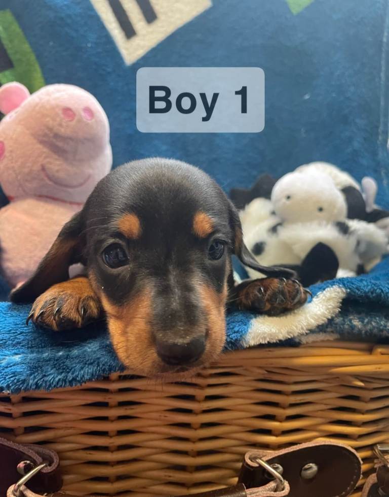 Minature Dachshund pups