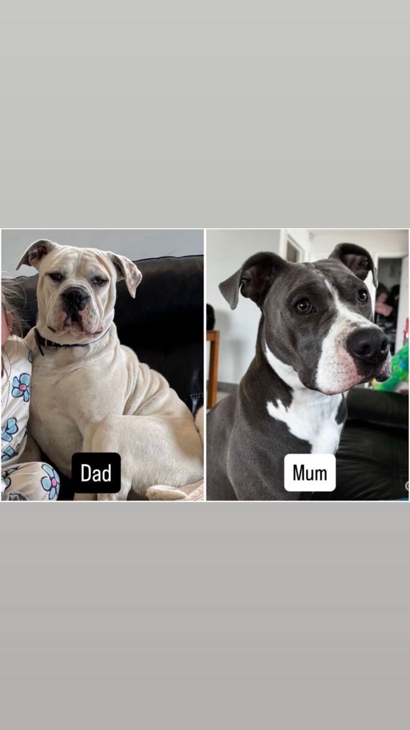 PUPPIES only 6 left . Old Tyme bulldog x American bulldog puppies 