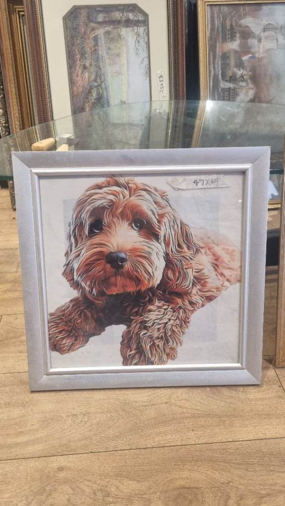 Cockapoo Picture 