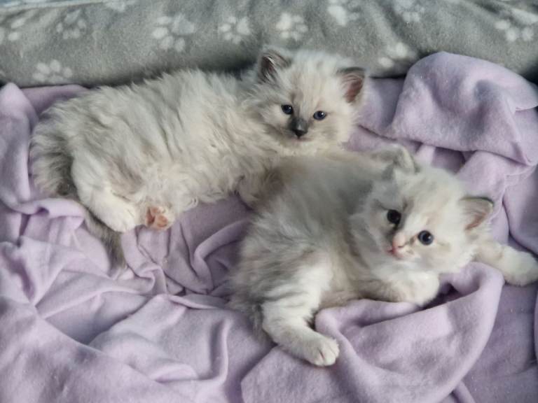 Gorgeous Ragdoll Kittens