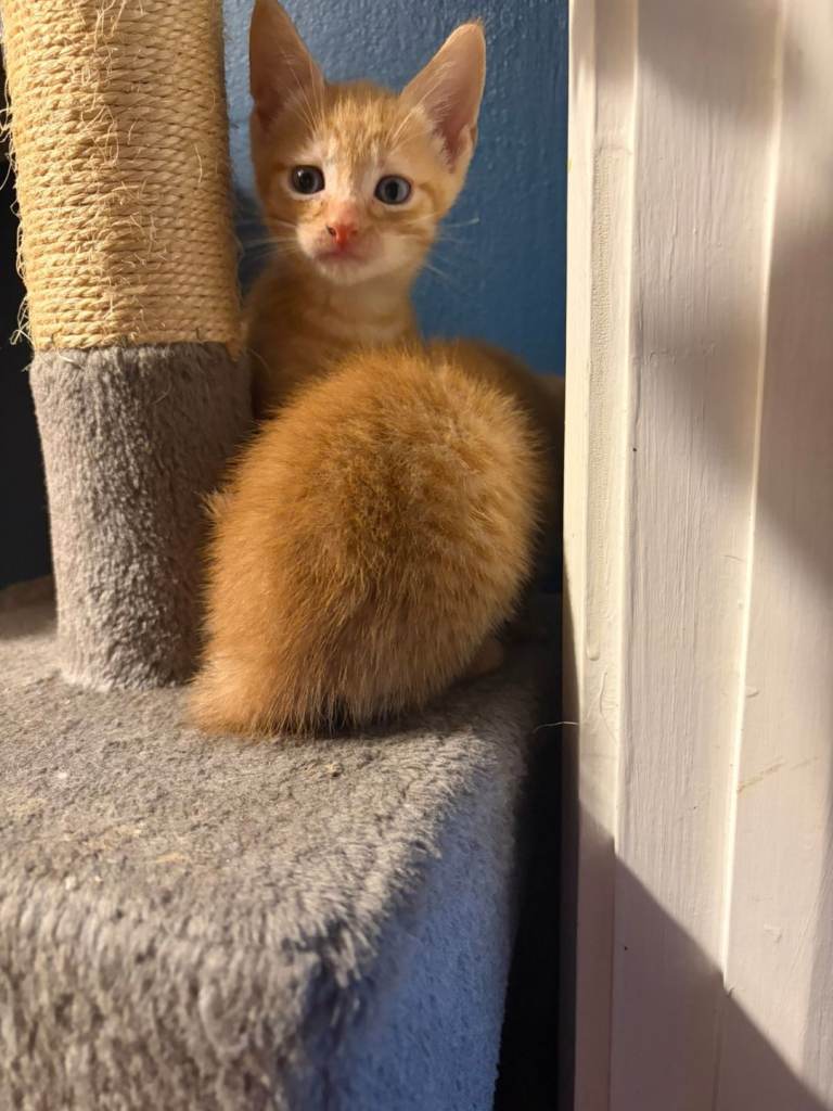 2 male kittens 