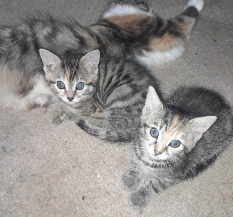 Kittens