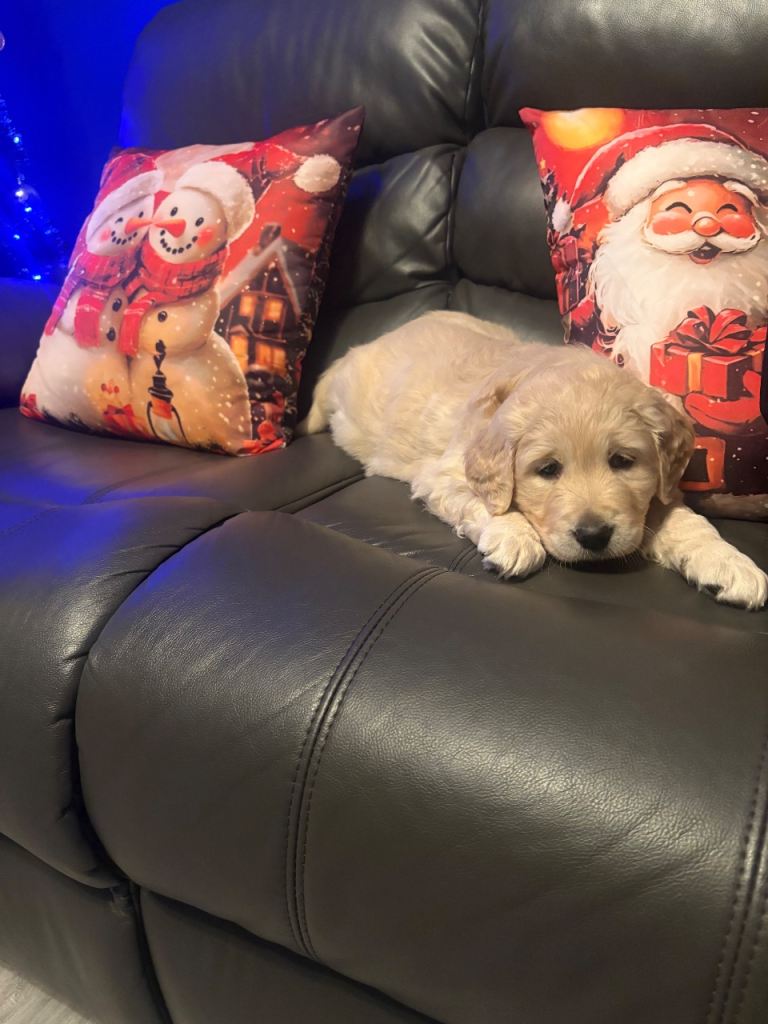 Golden Retriever Pups 10 weeks old last 2 boys 