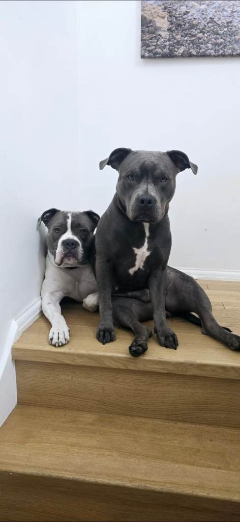 Staffy Puppies Ready Now 🐾 Please read description!!!