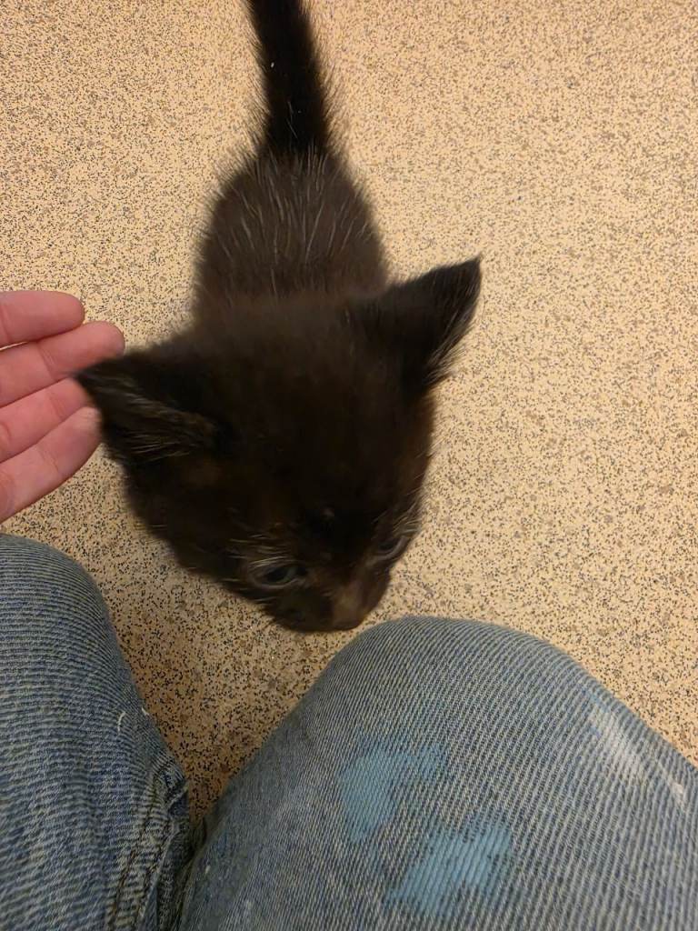 Kittens for sale