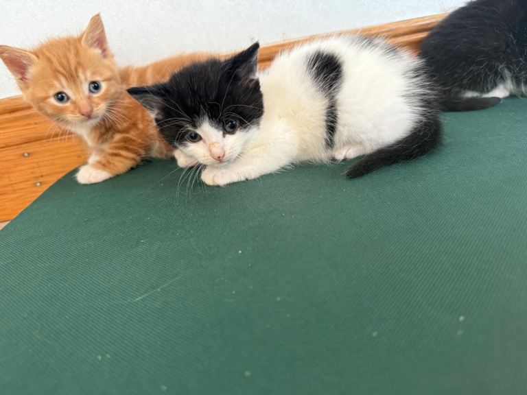 Male white and blank kitten