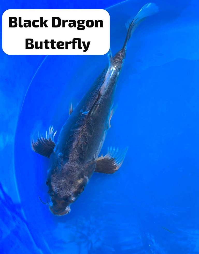 Selection of high quality koi