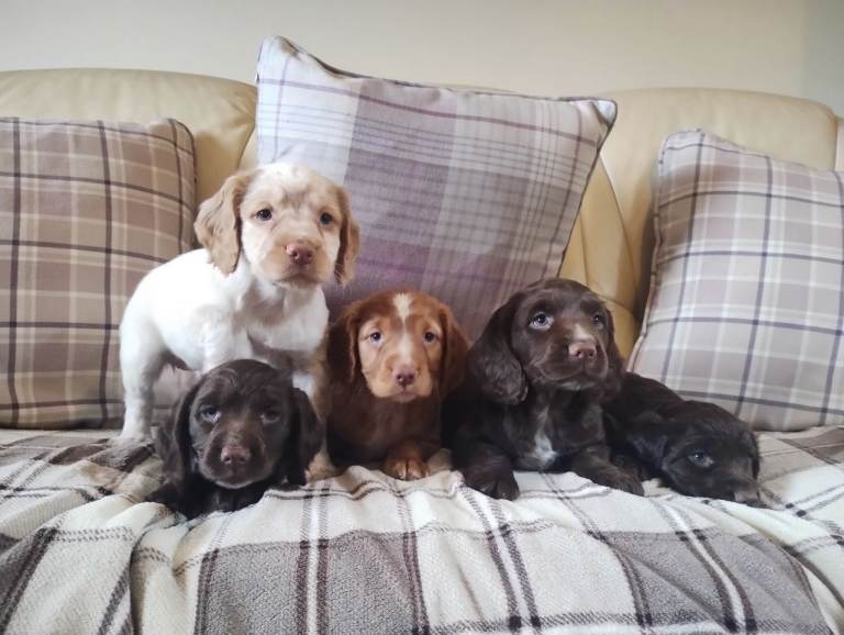Cocker Spaniel Puppies Top Quality