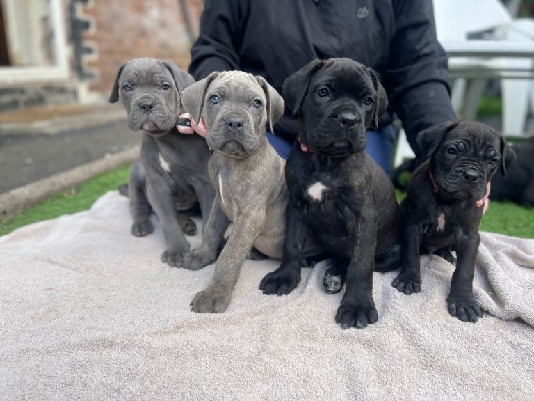 Cane Corso Pups ICCF REGISTERED 5*****