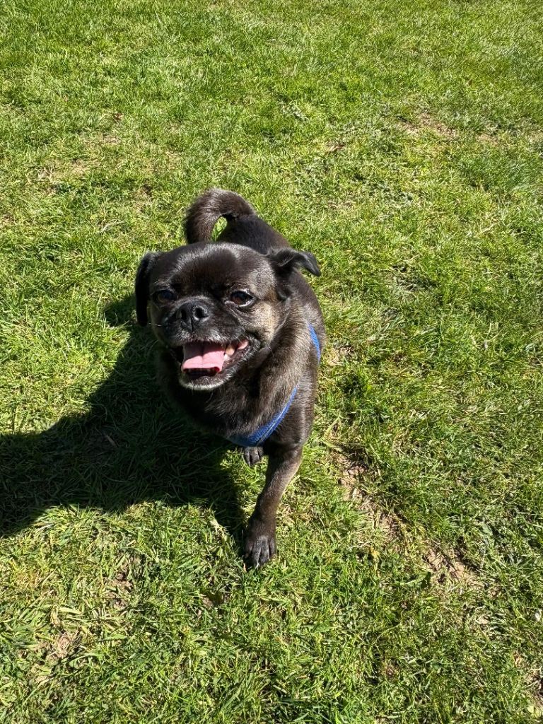 Pretty Pekingese/Pug/Chihuhua mix female needs quiet adult only home 