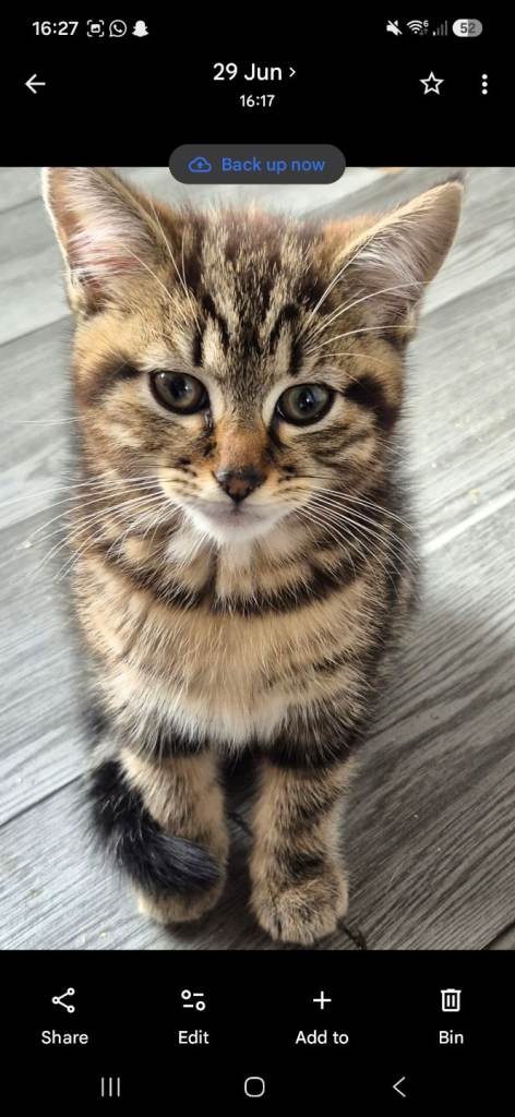 3 x kittens for sale, ready now!