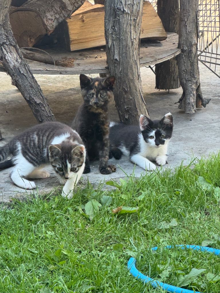 Kittens 