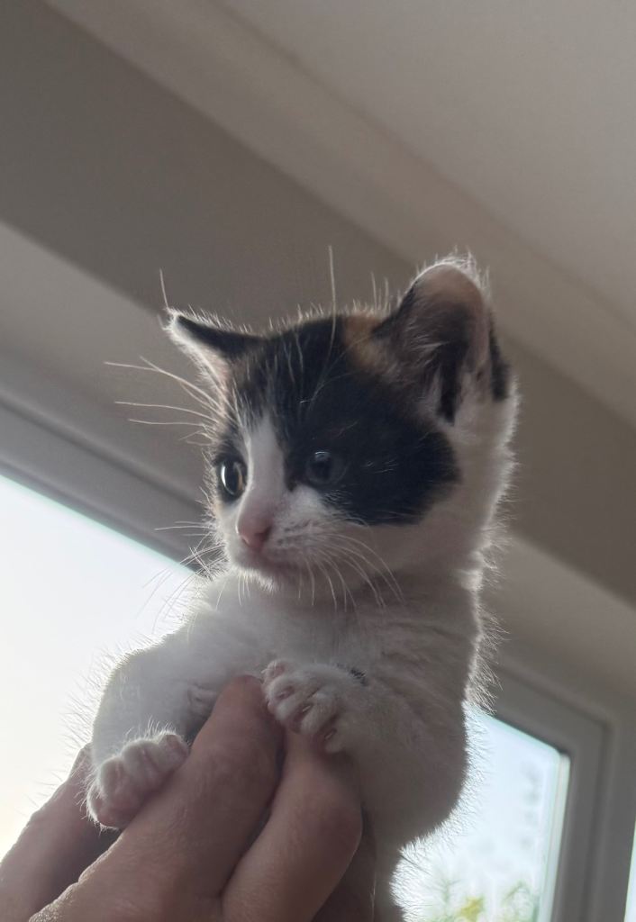 Beautiful kitten available 