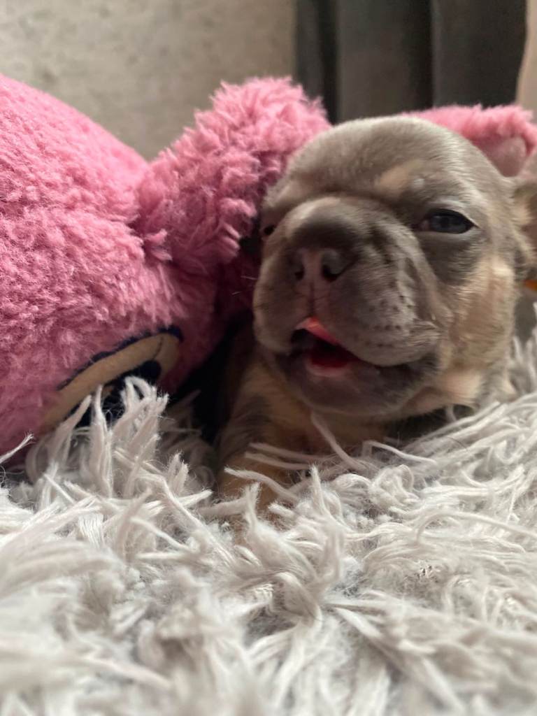 French buildog for sale 