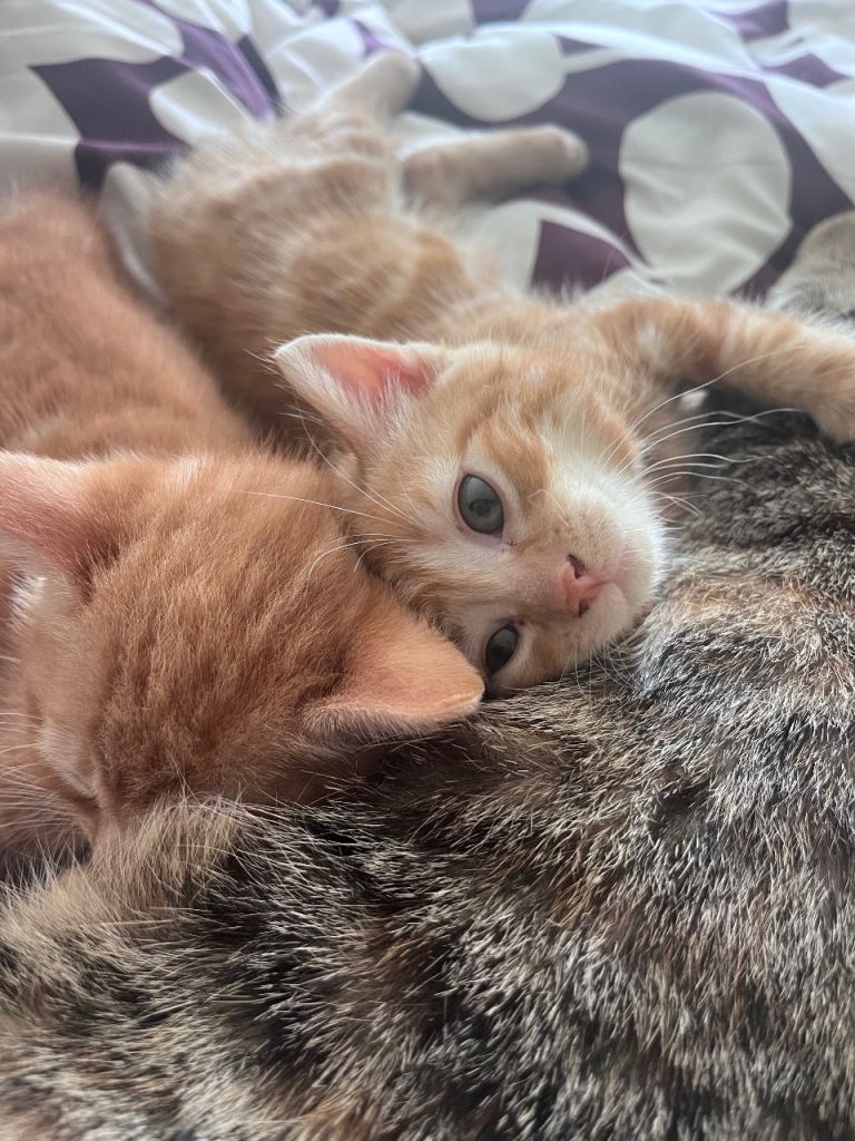 Ginger kittens 