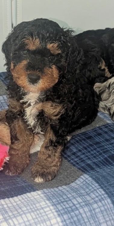 Cavapoo puppys