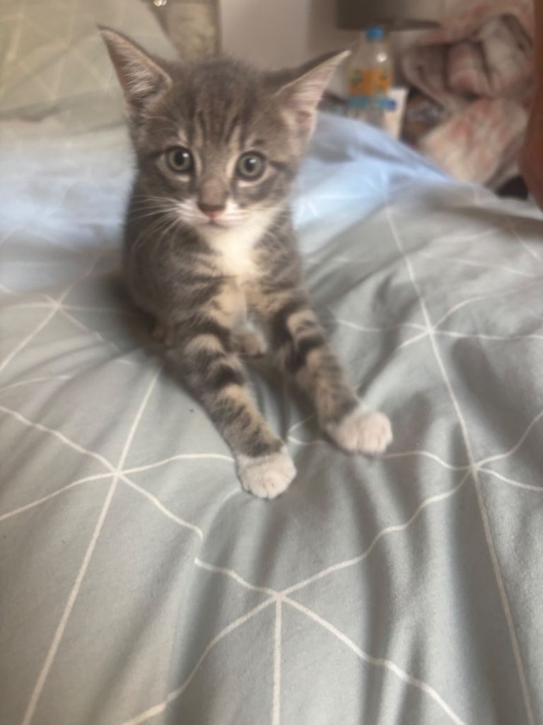 3 x female bengal cross kittens for sale