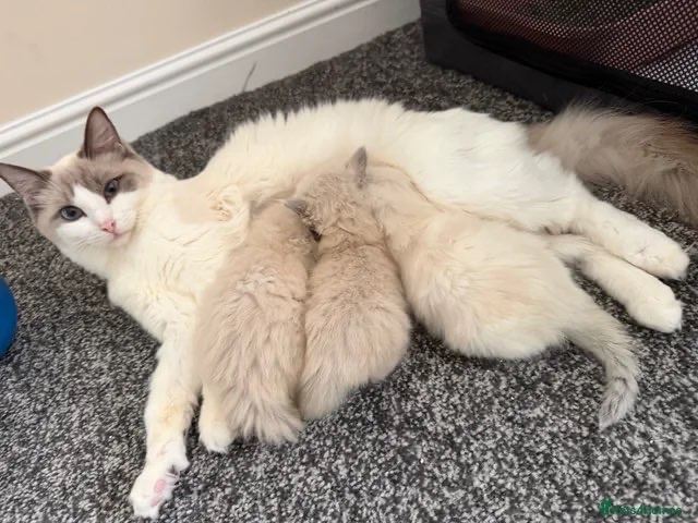kitten 