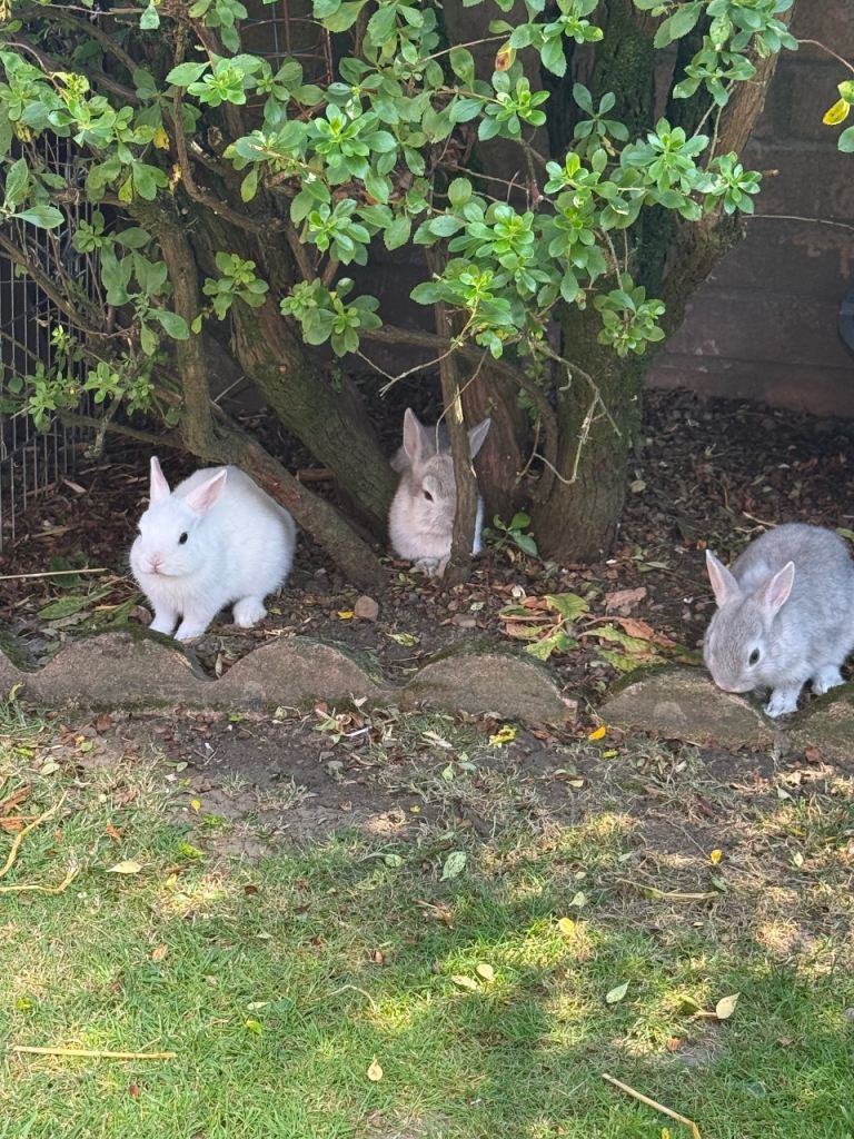 Netherland dwarf rabbits