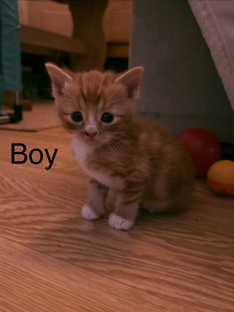 Beautiful mix of kittens for sale
