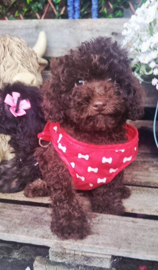 Cockapoo F1b puppies 
