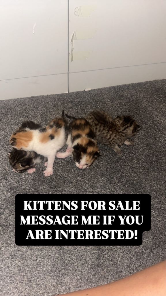 Mixed breed kittens for sale 