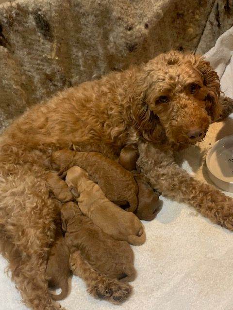 Beautiful f1b toy cockapoos