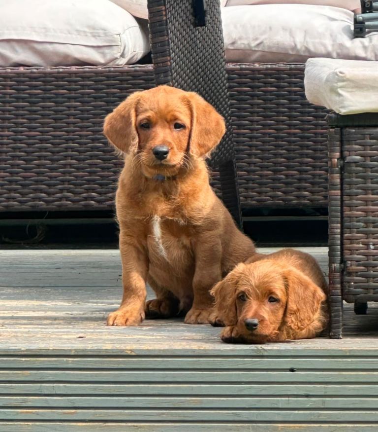 Labradoodle puppies 