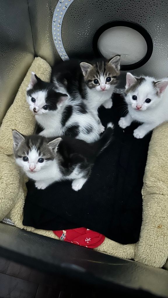 4 kittens for sale 