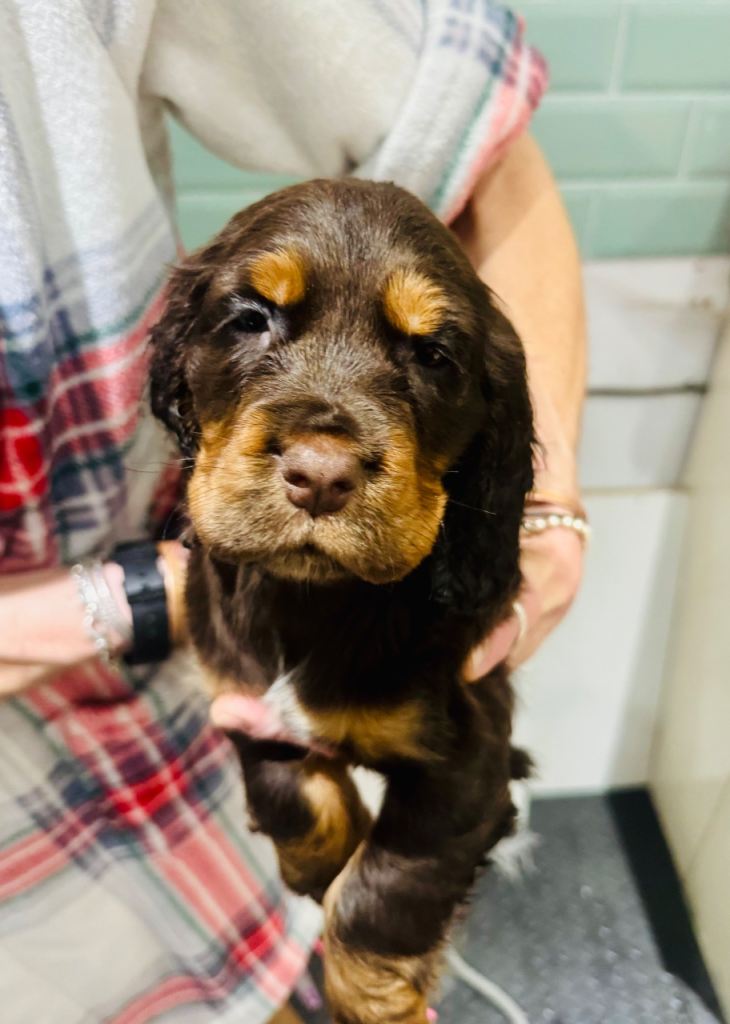 Cocker Spaniel Puppies – Family Raised – Ammanford, Wales