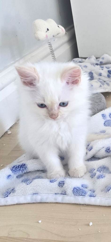 Gorgeous Pure Ragdoll Kittens...READY TO LEAVE NOW!