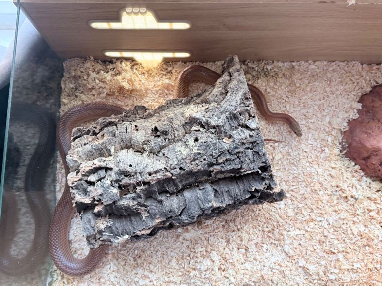Corn snake with viv and accessories 