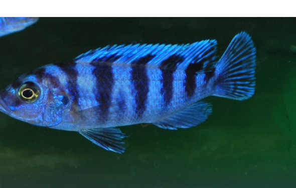 i will take wanted fish tanks or fish if they come with it for free