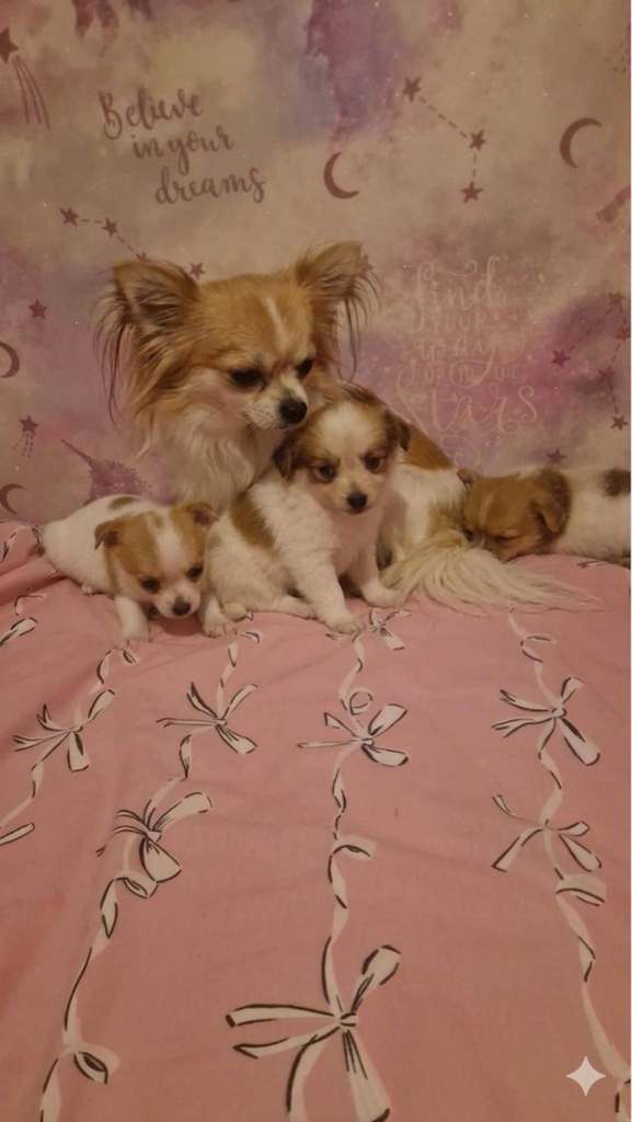 Chihuahua  puppies