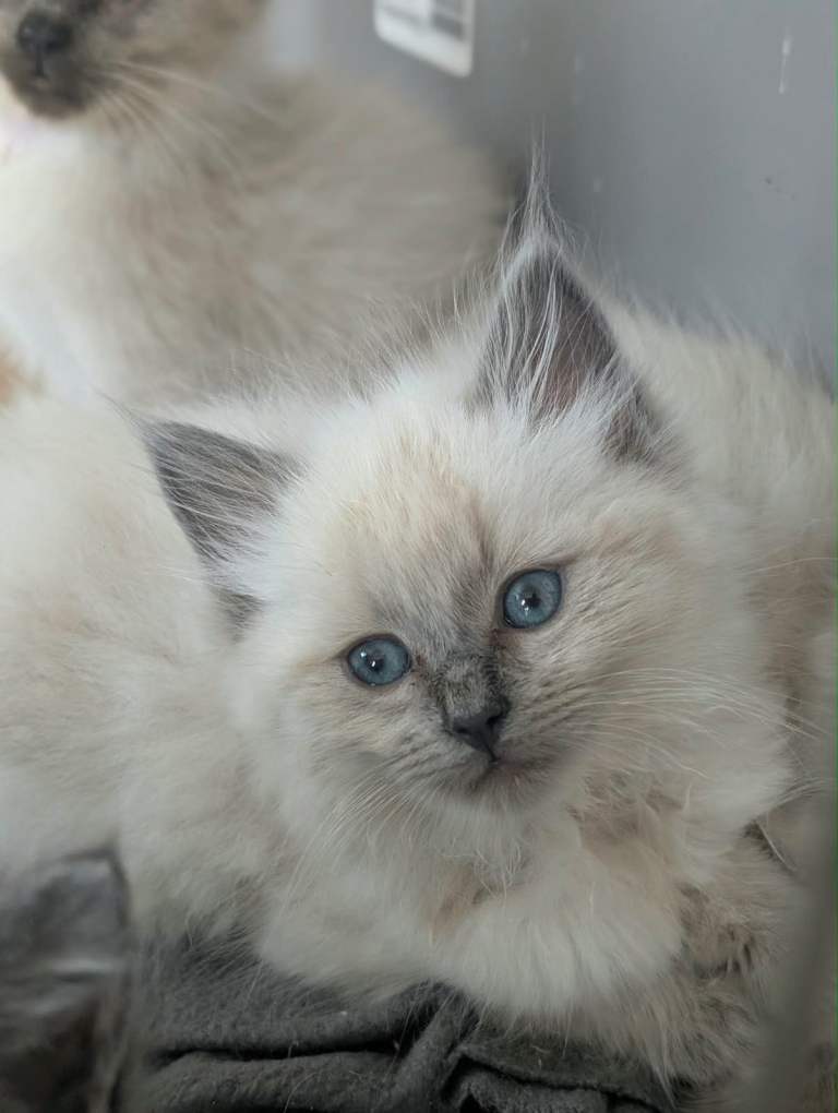 Beautiful Ragdoll Cross Kittens