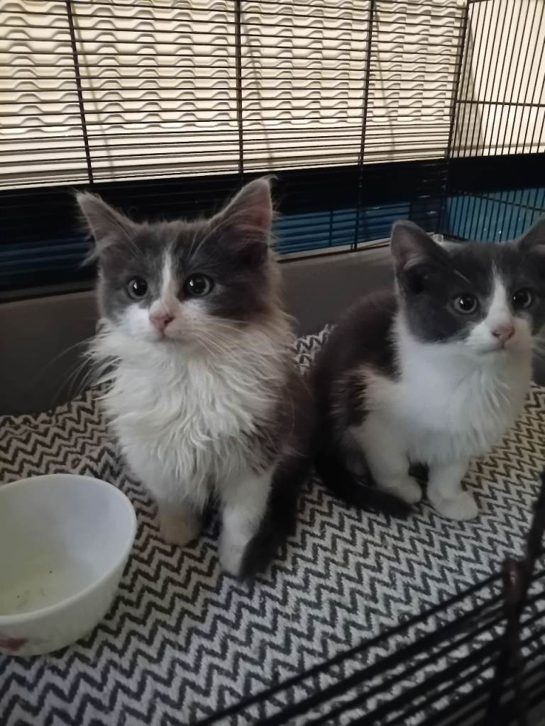 Norwegian forest x Russian blue kittens 