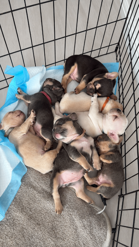 5 French bulldog puppies KC reg