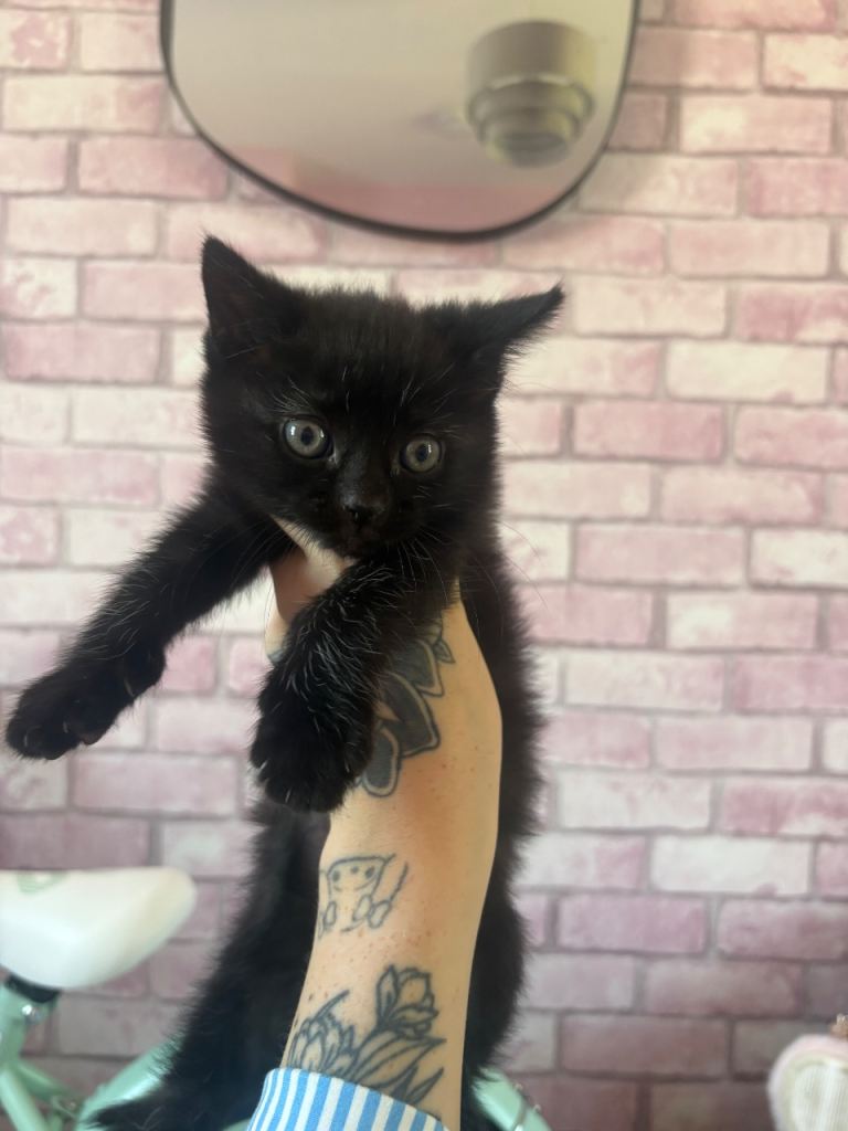 beautiful kittens 1 left