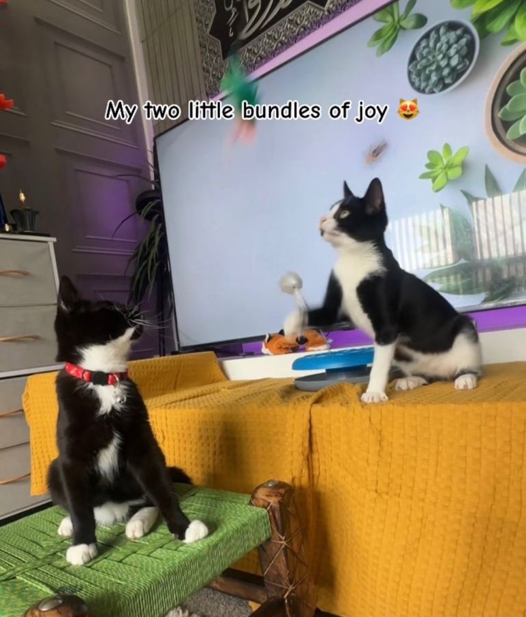 1 female beautiful cat and two beautiful 4 month old kittens