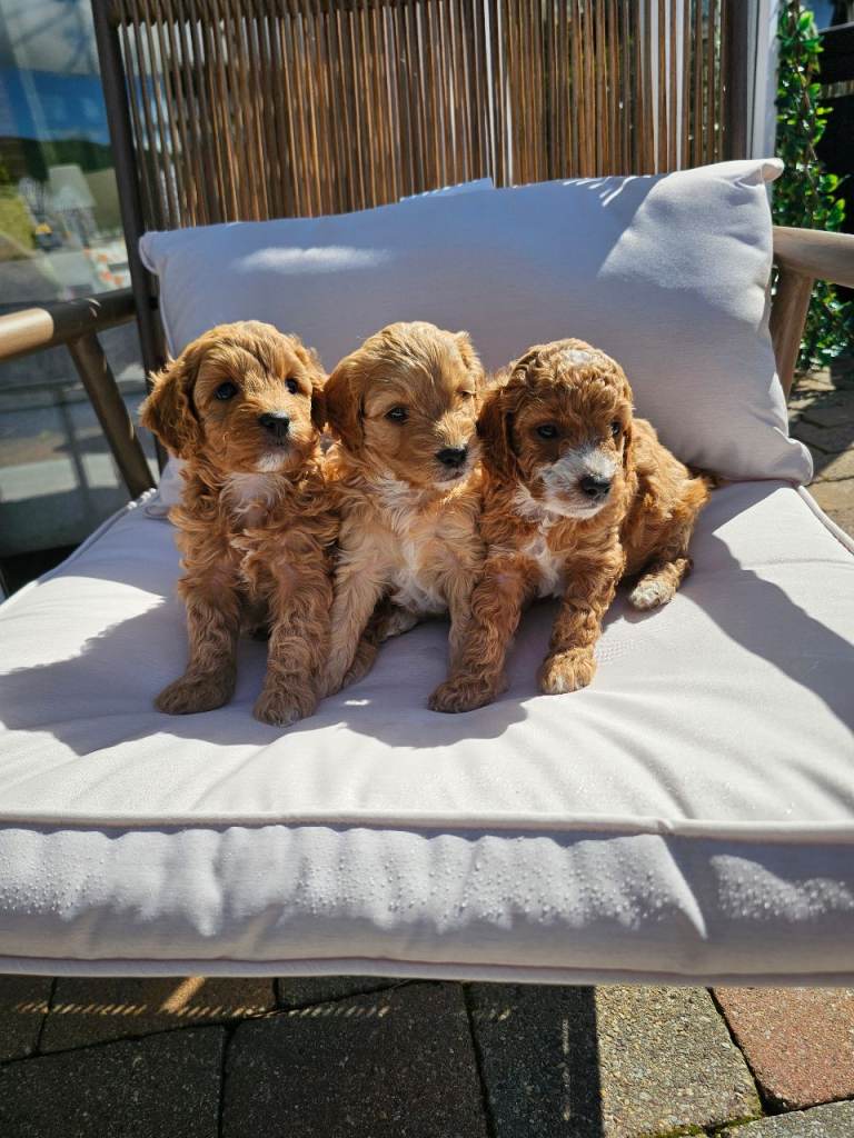 COCKAPOO PUPPIES 