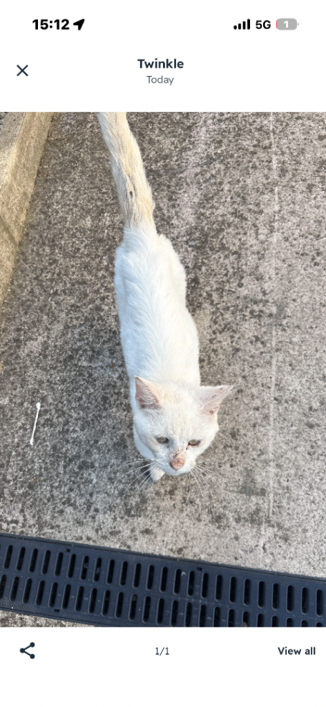Junior cats