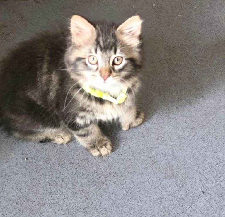 Adorable kale kitten