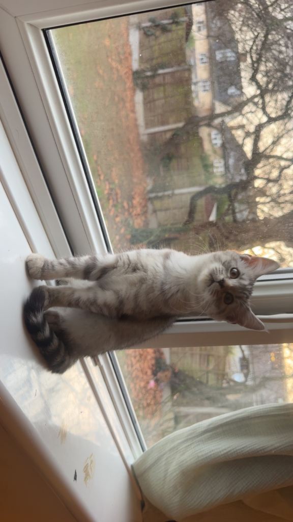 Beautiful BSH x Mainecoon cross kittens! Ready to go Home!