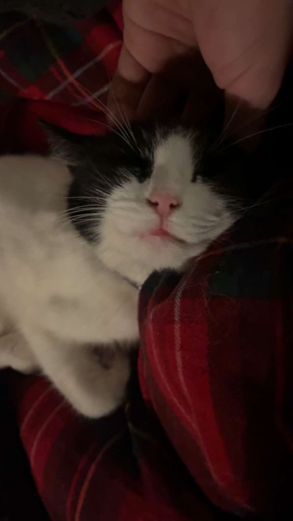 16 month old female cat