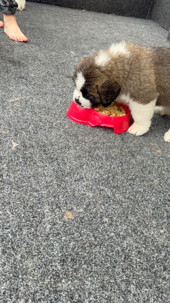 Saint Bernard pups 