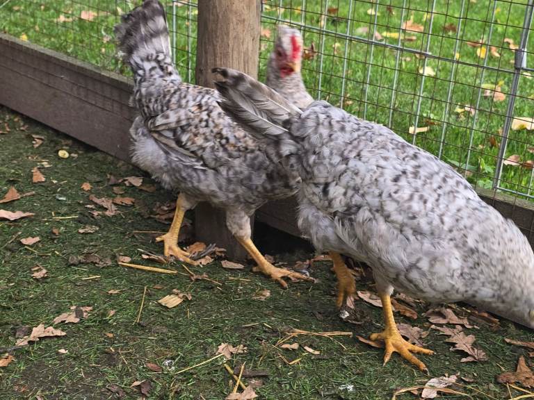 Chickens for sale